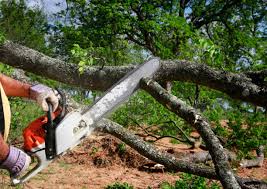 How Our Tree Care Process Works  in  Rapids, NY
