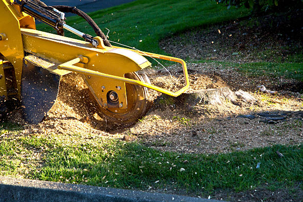 Reliable Rapids, NY Tree Services Solutions
